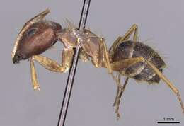 Imagem de Camponotus setitibia Forel 1901