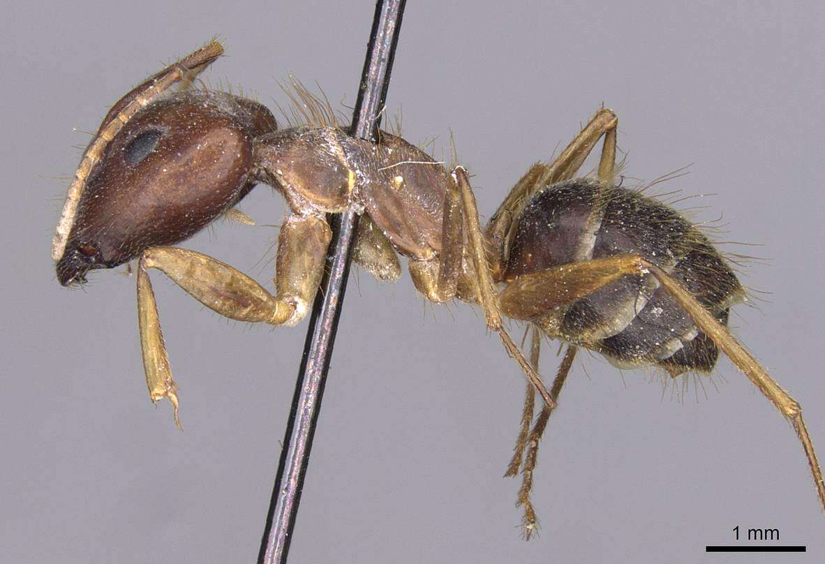 Imagem de Camponotus setitibia Forel 1901