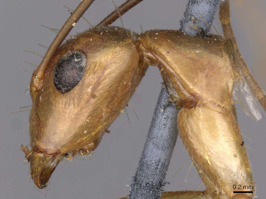 Image of Hawaiian carpenter ant