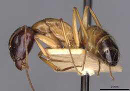 Image of Camponotus kattensis