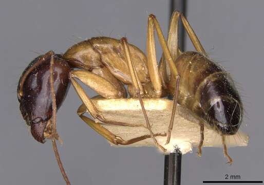 Image of Camponotus kattensis