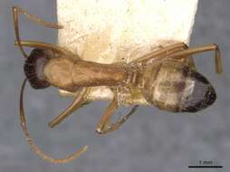 Image of Camponotus kattensis