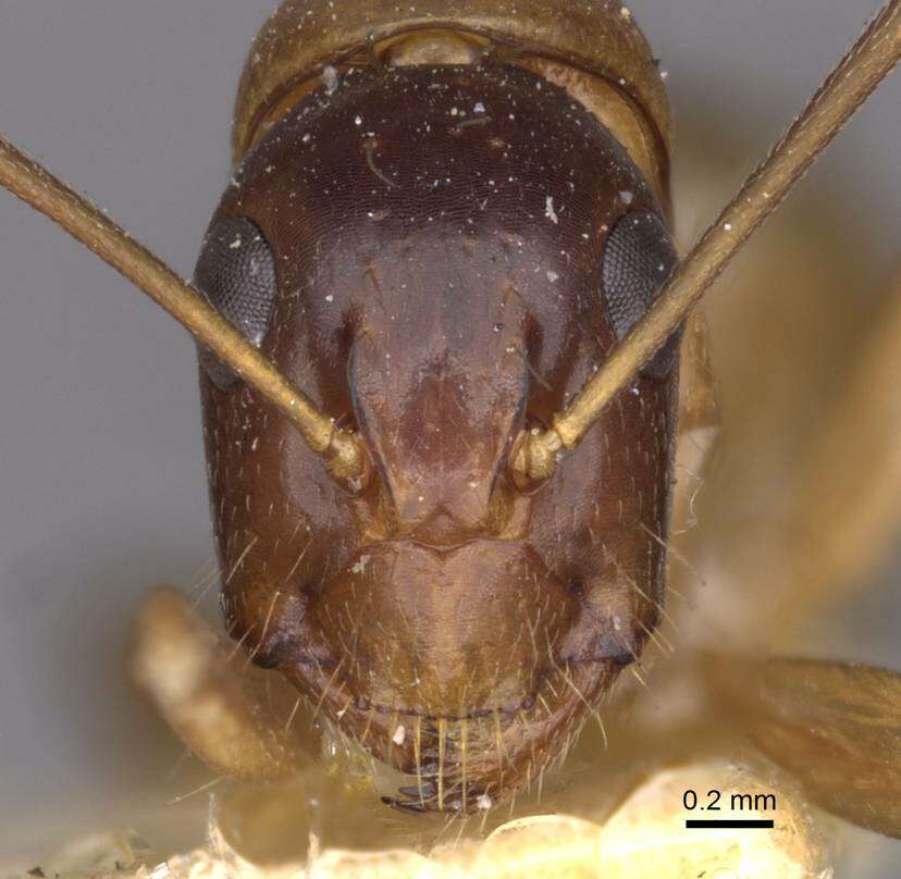 Image de Camponotus kattensis