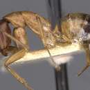 Image of Camponotus kattensis