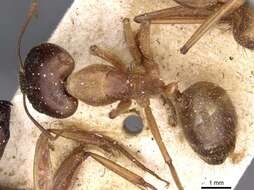 صورة Camponotus novaehollandiae Mayr 1870