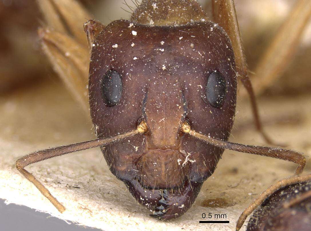 صورة Camponotus novaehollandiae Mayr 1870