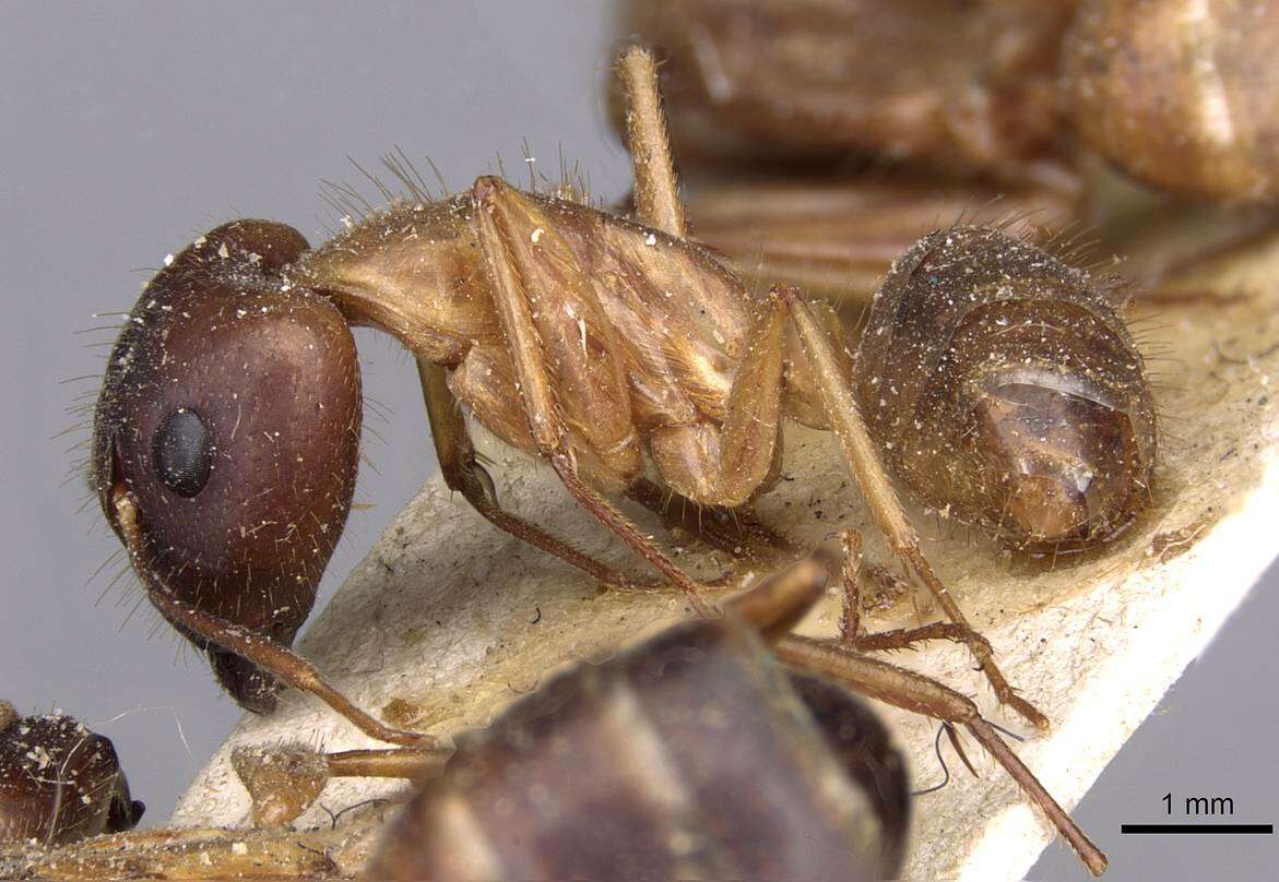 صورة Camponotus novaehollandiae Mayr 1870