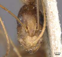 صورة Camponotus novaehollandiae Mayr 1870