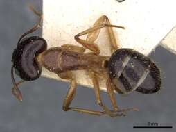 صورة Camponotus novaehollandiae Mayr 1870