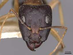 صورة Camponotus novaehollandiae Mayr 1870