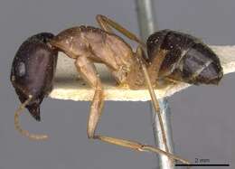 صورة Camponotus novaehollandiae Mayr 1870