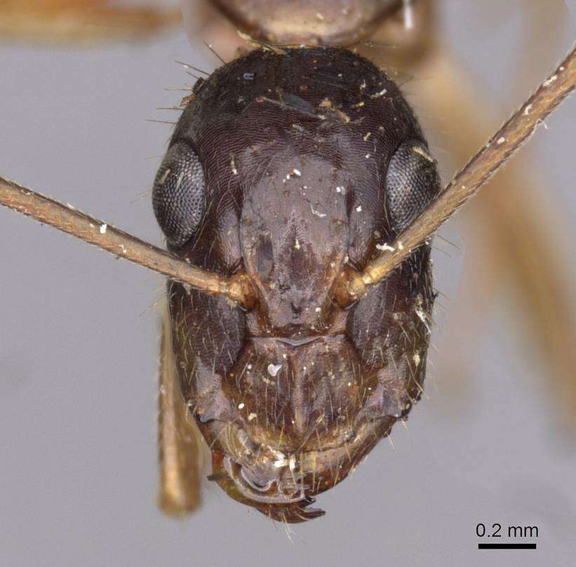 صورة Camponotus novaehollandiae Mayr 1870