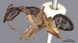 صورة Camponotus novaehollandiae Mayr 1870