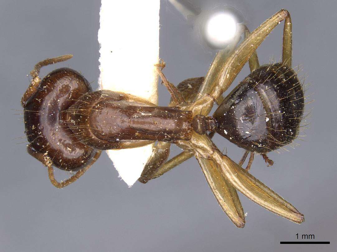 صورة Camponotus novaehollandiae Mayr 1870