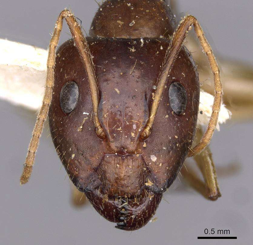 صورة Camponotus novaehollandiae Mayr 1870