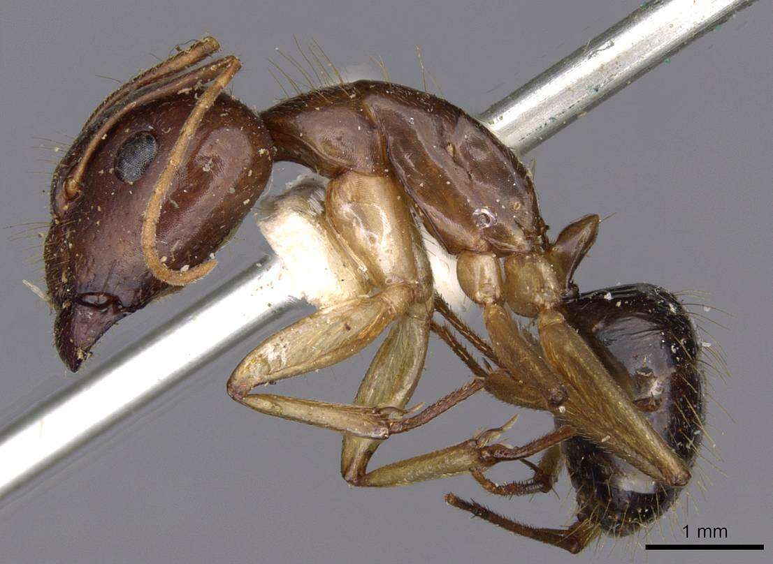 صورة Camponotus novaehollandiae Mayr 1870