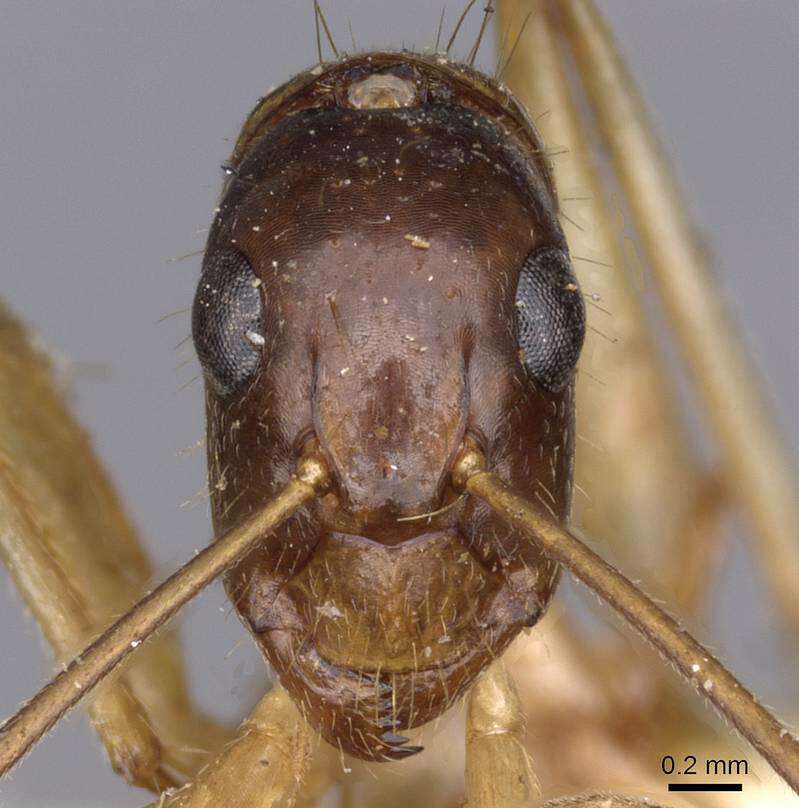 صورة Camponotus novaehollandiae Mayr 1870