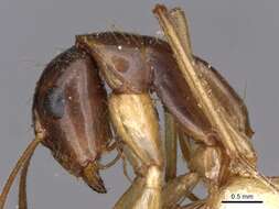 صورة Camponotus novaehollandiae Mayr 1870