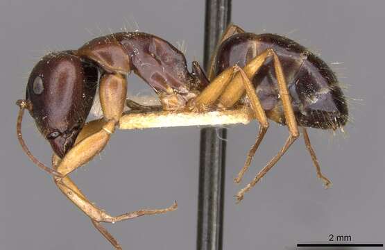 Image of Camponotus aethiops (Latreille 1798)