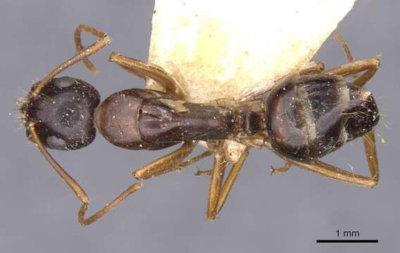 Image of Camponotus aethiops (Latreille 1798)