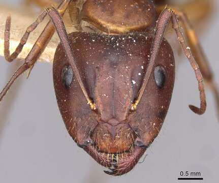 Image of Camponotus aethiops (Latreille 1798)