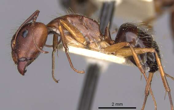 Image of Camponotus aethiops (Latreille 1798)