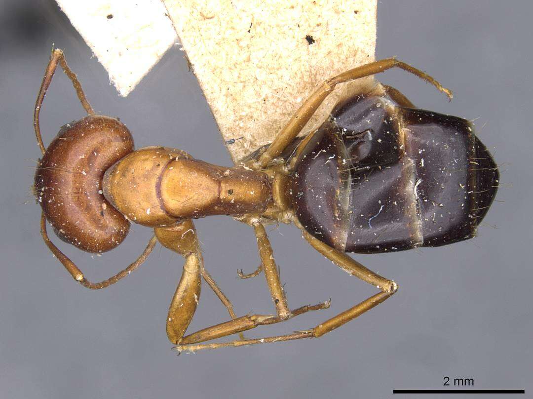 Image of Camponotus jaliensis Dalla Torre 1893