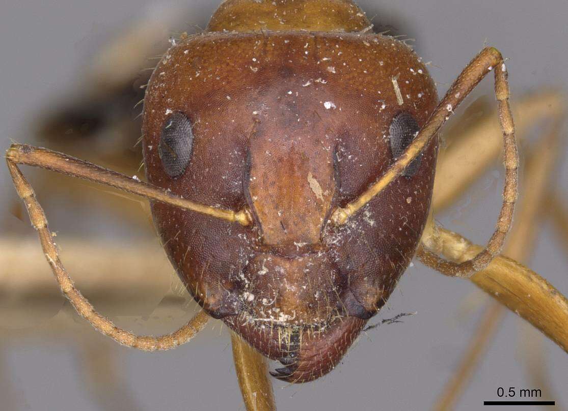 Image of Camponotus jaliensis Dalla Torre 1893