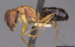 Image of Camponotus jaliensis Dalla Torre 1893