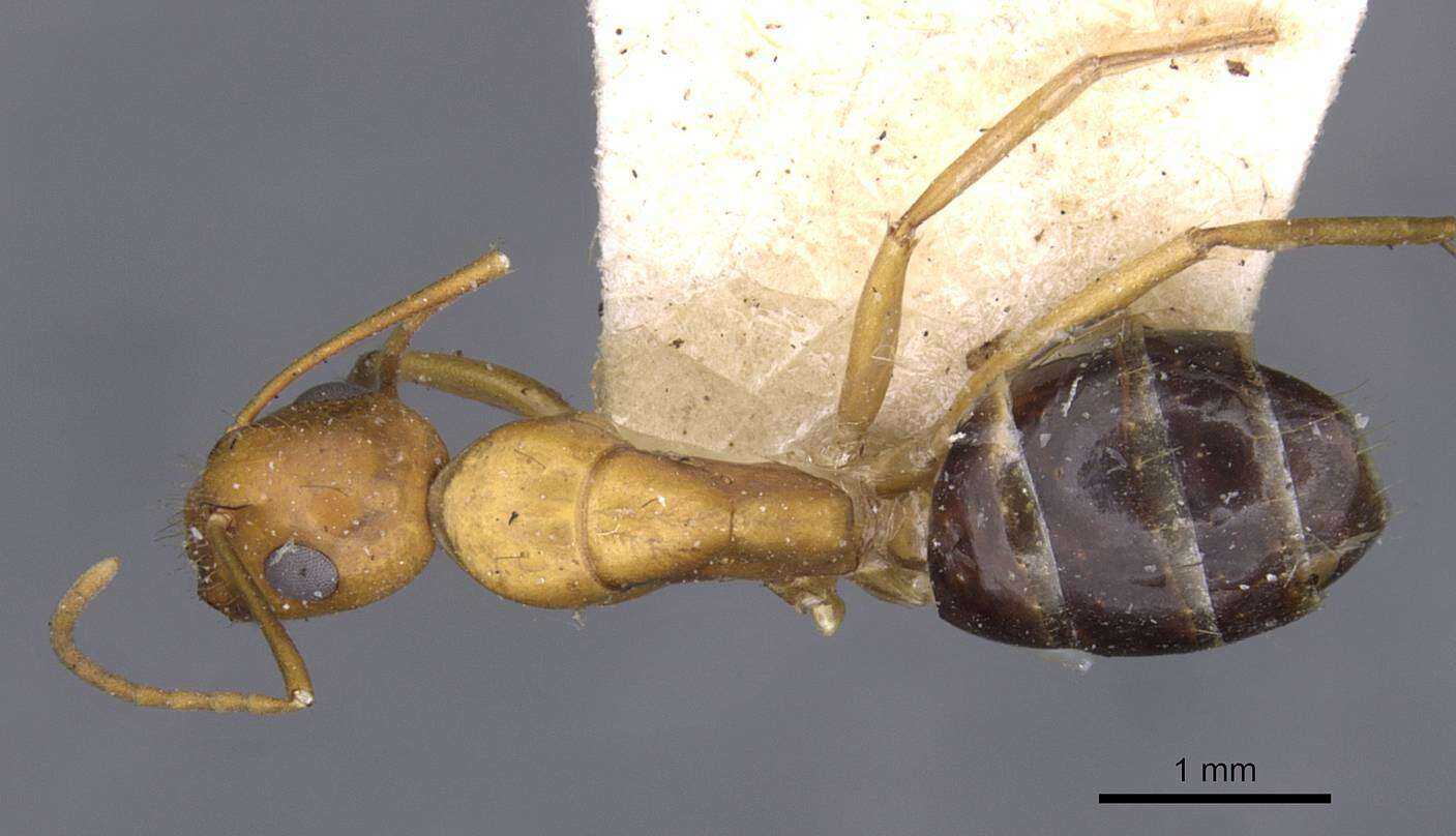 Image of Camponotus jaliensis Dalla Torre 1893