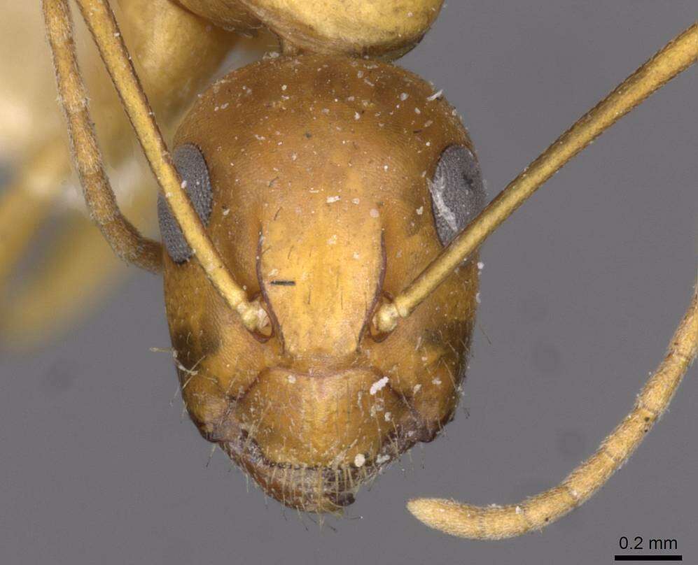 Image of Camponotus jaliensis Dalla Torre 1893