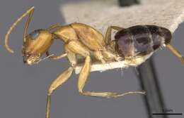 Image of Camponotus jaliensis Dalla Torre 1893