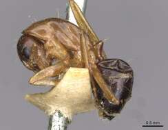 Image of Camponotus oertzeni Forel 1889