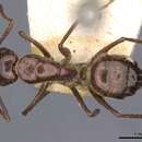 Imagem de Camponotus universitatis Forel 1890