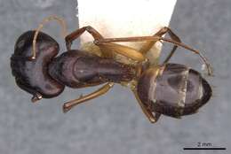 Image of Camponotus sanctus Forel 1904