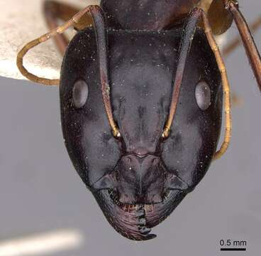 Image of Camponotus sanctus Forel 1904