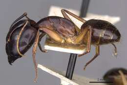 Image of Camponotus sanctus Forel 1904