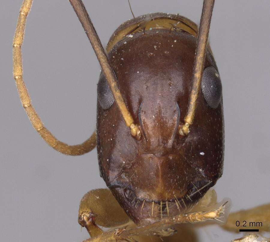 Image of Camponotus sanctus Forel 1904