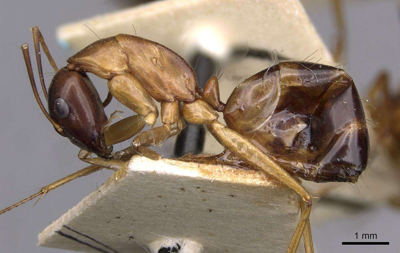 Image of Camponotus sanctus Forel 1904