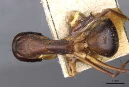 Image of Camponotus sanctus Forel 1904