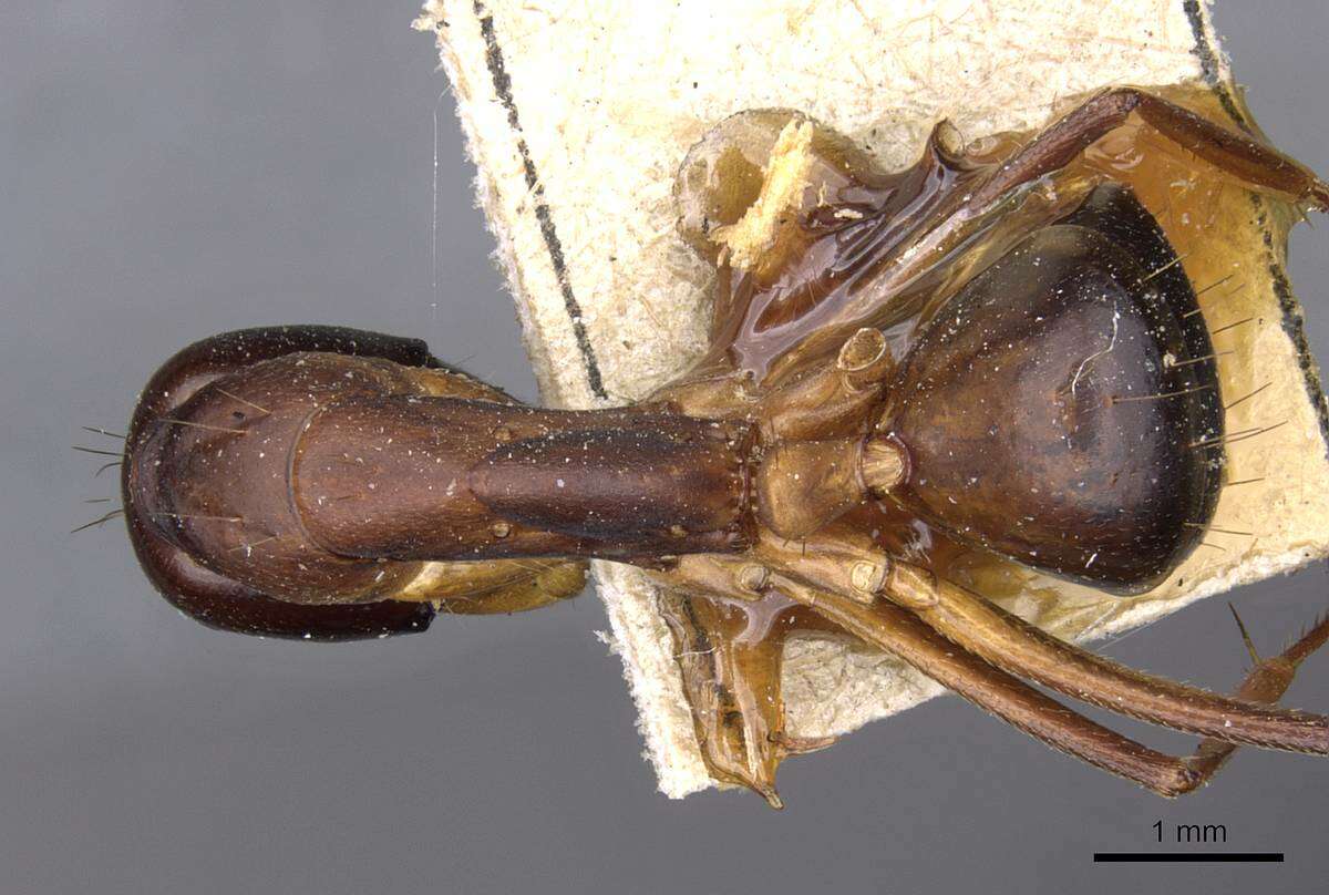 Image of Camponotus sanctus Forel 1904