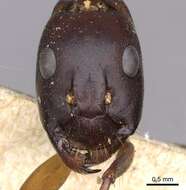 Image of Camponotus sanctus Forel 1904