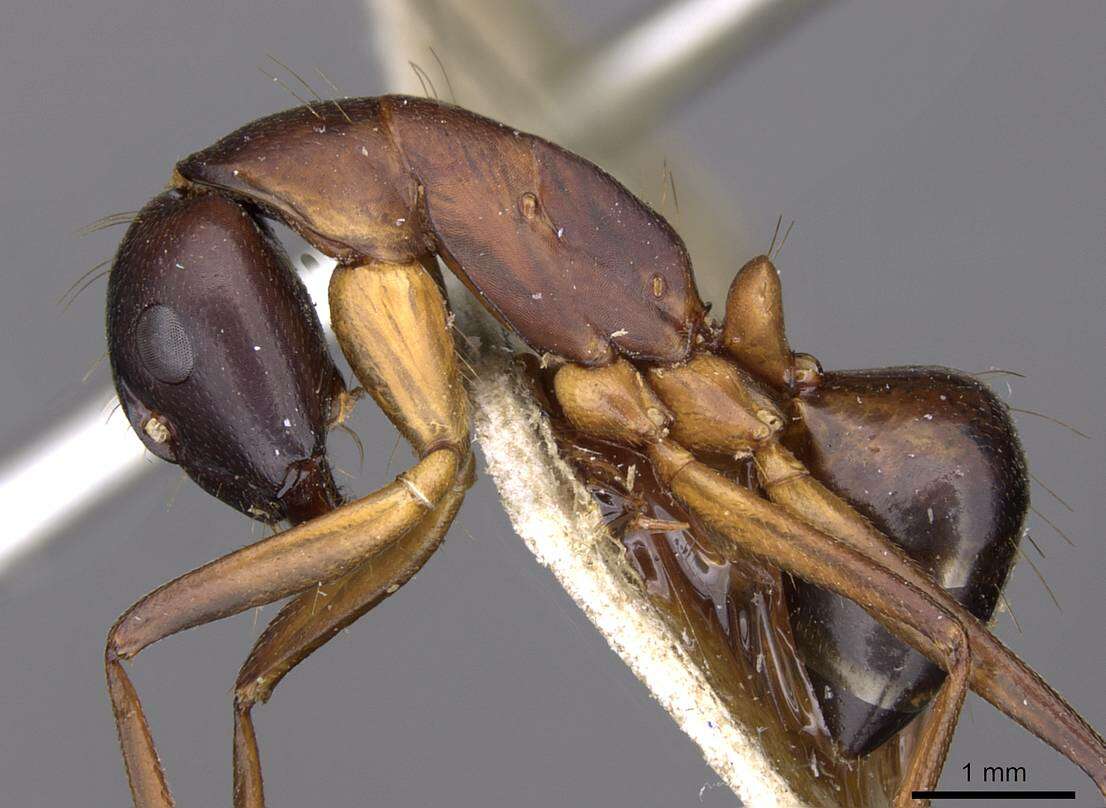 Image of Camponotus sanctus Forel 1904