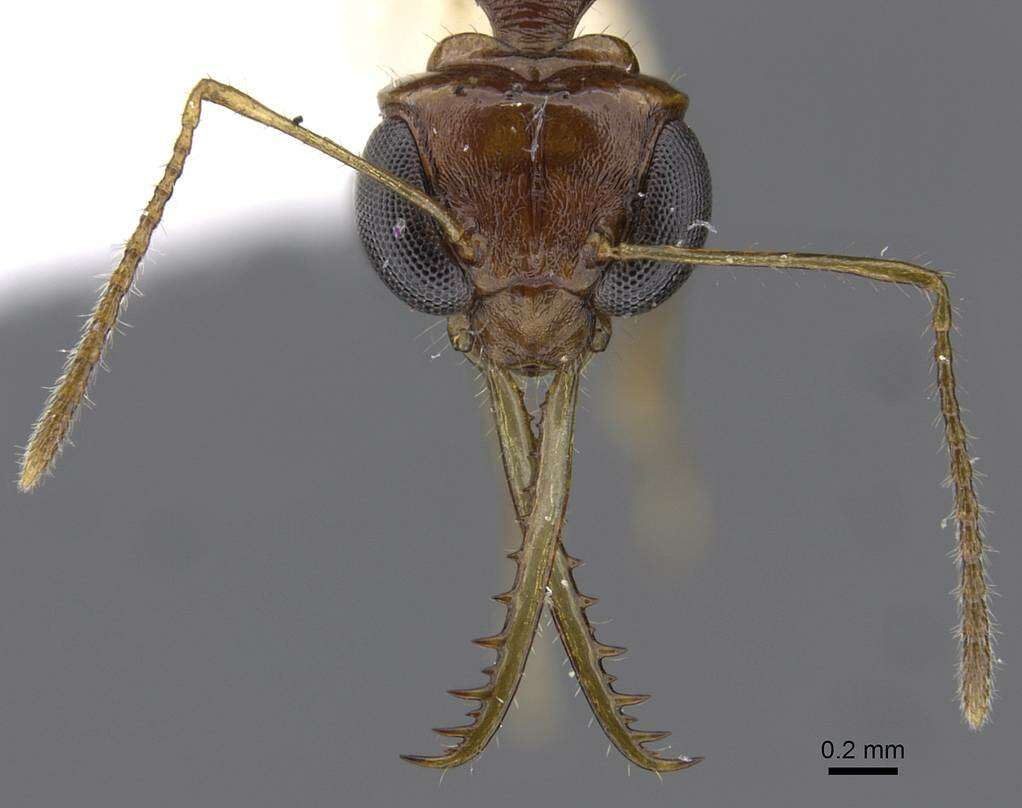 Image de Myrmoteras estrudae Agosti 1992