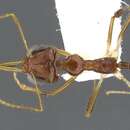 Image of Myrmoteras marianneae Agosti 1992