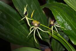 Слика од Prosthechea cochleata (L.) W. E. Higgins