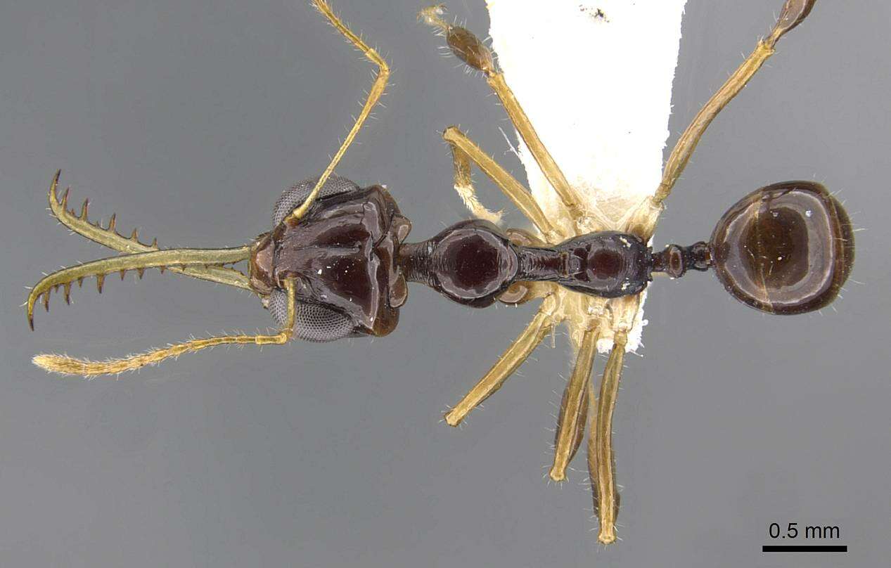 Image of Myrmoteras tonboli Agosti 1992