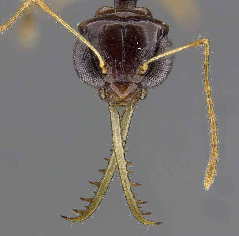 Image of Myrmoteras tonboli Agosti 1992