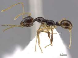 Image of Myrmoteras tonboli Agosti 1992