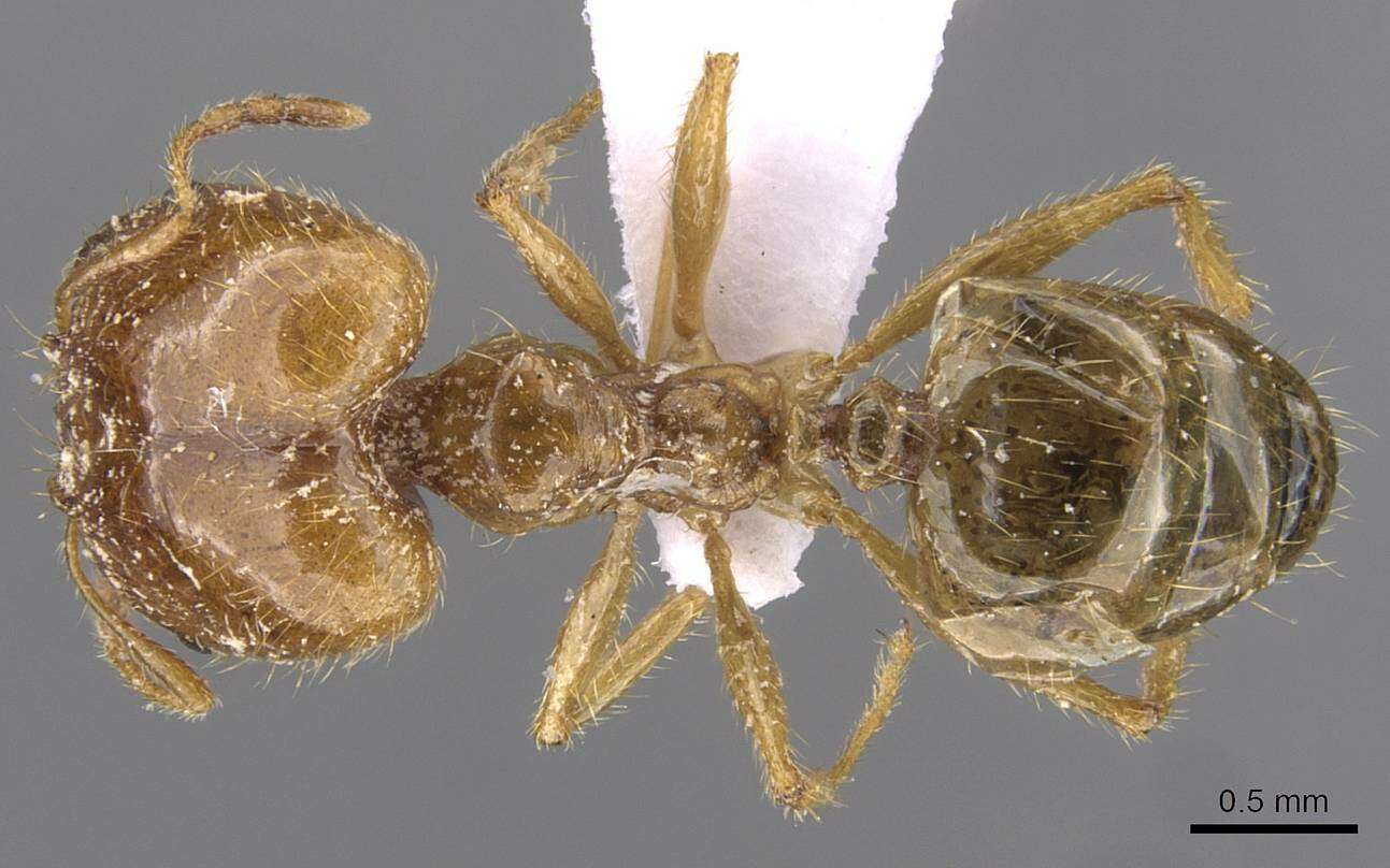 Image of Pheidole pallidula (Nylander 1849)